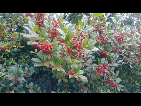 فيديو: رعاية الزعرور الهندي - كيفية زراعة نبات الزعرور الهندي