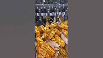 V1e00fgi0000d2hf28vog65rn5gtnk9g 