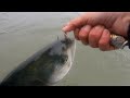 Cold tough spring  bluefish topwater bite  fishing for nyc bluefish