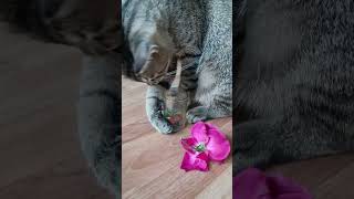 Funny and smart Max understood where to put the rose, but what does he decide... #funnyvideo