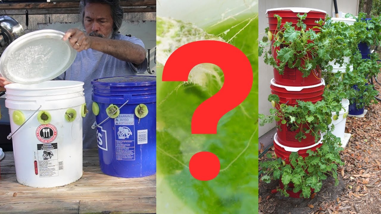 Algae in Garden Tower Cheap & Easy Hydroponics YouTube