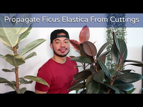 Video: Houseplant portrait: rubber tree (Ficus elastica)