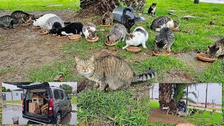 In rainy weather, I use either the trunk of my car or under a large tree to feed homeless cats.
