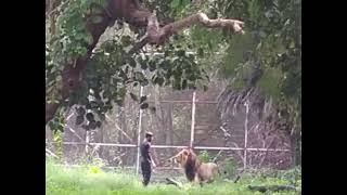 Drunk Man - Enter - Lion Cage - Game Gala