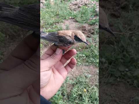 ما إسم هادا الطائر في منطقتك  المغرب  