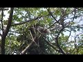 Variegated Squirrel building nest | Sciurus variegatoides