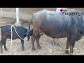 Buffalo calf feeding  buffalo of tharparkar  diversity of thar