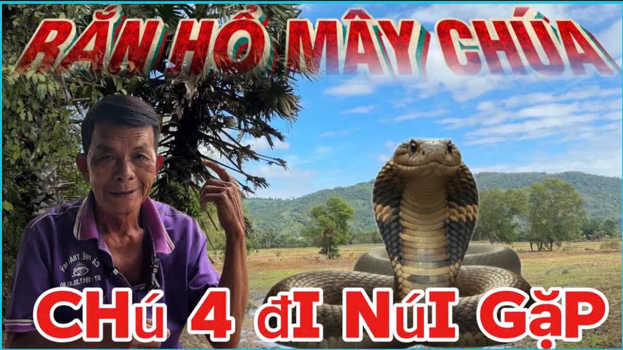 Chấn động chú tư sống ở vùng thất sơn bảy núi chạm trán rắn hổ mây khủng to bằng cái thùng bê