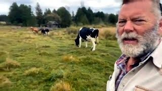 Sunday Morning Stroll: Walking the Dairy Cows Up
