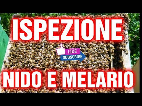 Video: Ispezione completa