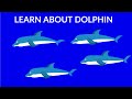 Dolphin Knowledge Quiz