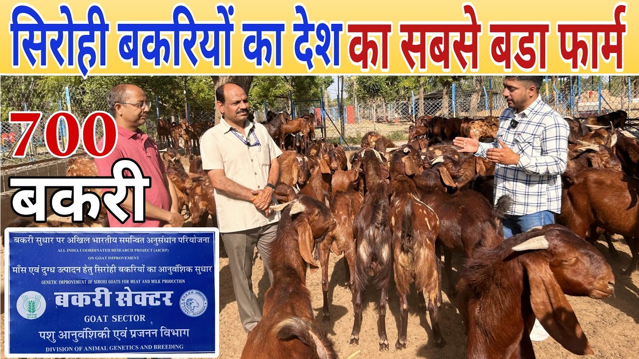 700 सिरोही बकरियों का फार्म 😍 Biggest Goat Farm of India // Sirohi Goat Unit CSWRI 