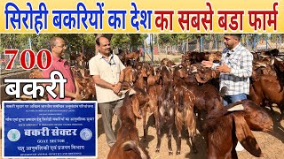 700 सिरोही बकरियों का फार्म  Biggest Goat Farm of India // Sirohi Goat Unit CSWRI #goat #sirohi