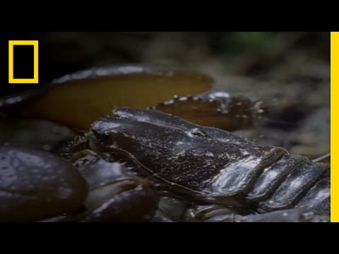 Scorpion Queen | National Geographic