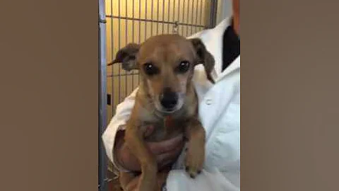 Dr. Matt Belman at Pet Stop Vet Clinic