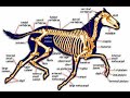 Capture de la vidéo The Horse Bone Brothers 220522A