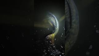 Carp release #carp #carpfishing #epic #bassfishing #fish #fishing #angling #fishinglife #monstercarp