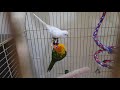 Funny Parrots😂-Albino Budgie playing with Sunconure