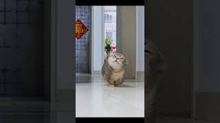 A healing kitten, naughty yet warm-hearted#CatLovers#PetHealing#KittenLove#AnimalTherapy