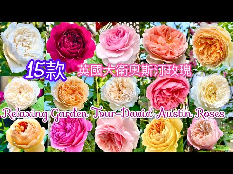 Video: Flamentanz - memanjat mawar untuk reka bentuk landskap. Bagaimana untuk menanam varieti ini di halaman belakang rumah anda?