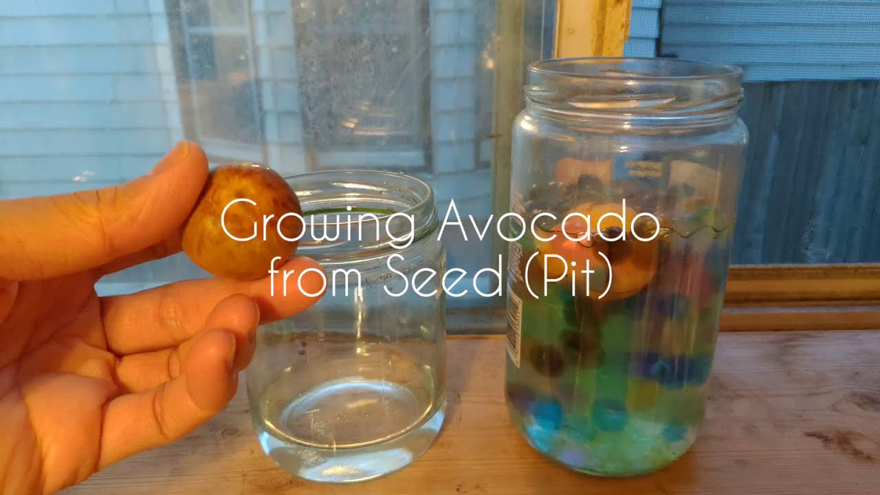 Toothpick Method Avocado (How To) Growing Avocado from Seed/Pit - 3 Months of Growth - Not the ...