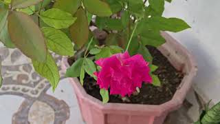 Heeriye (Official Video) Jasleen Royal ft Arijit Singh| Dulquer Salmaan| Aditya Sharma |Taani Tanvir