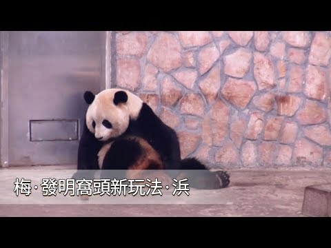 《熊貓早晚安》梅·發明窩頭新玩法·浜 | iPanda
