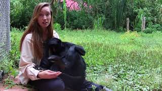 Exclusive Tropical Trivia   Spider Monkey Profile