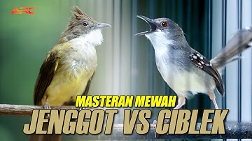 CUCAK JENGGOT VS CIBLEK  SUPER NEMBAK