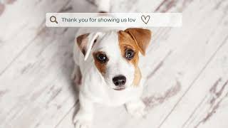 A Message From Our Furry Friends