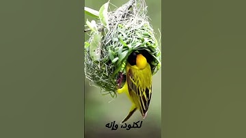 سورة العاديات  #دويتو #اكسبلور #duet
