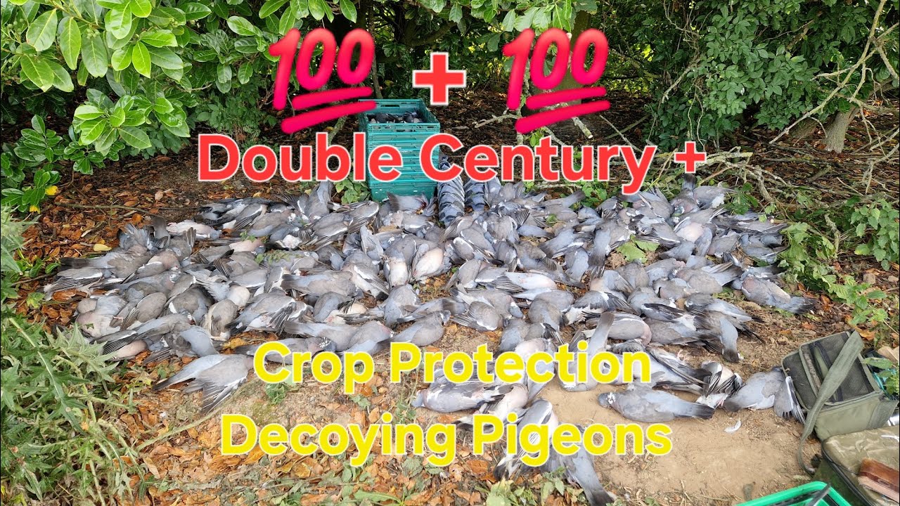 212 голубей подстрелили, подманивая вяхирей. День двойной красной буквы 💥🐦🎯