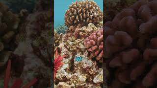 Download Lagu What is the Kumulipo? #hawaii #ocean #nature MP3 Download Lagu What is the Kumulipo? #hawaii #ocean #nature MP3