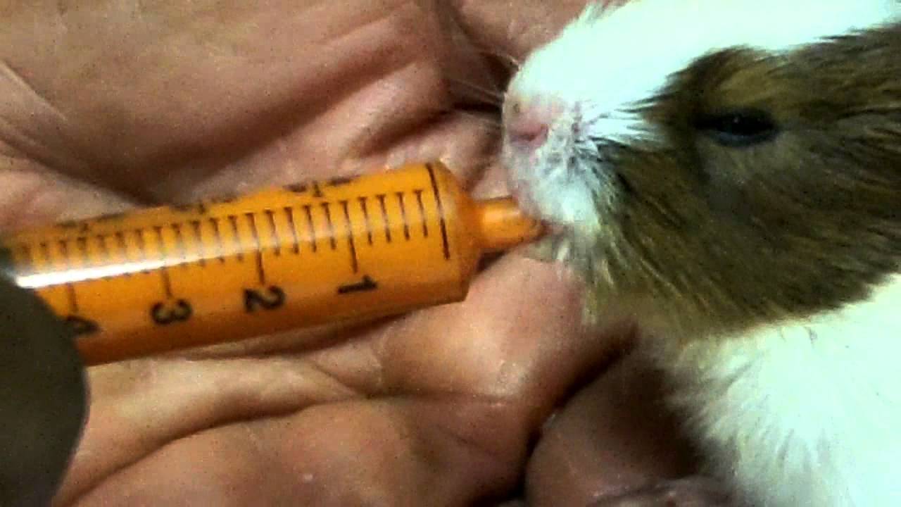syringe feeding guinea pig