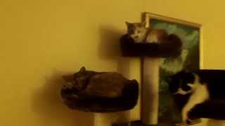 Squinkle, Nala, Zoey, and Nutmeg cats in new cat tree, lounging & sleeping by 2sharestuff 106 views 10 years ago 14 seconds