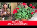 How to PROPAGATE GERANIUMS (Stem Cuttings) Ivy Geranium, Pelargoniums🌿Shirley Bovshow