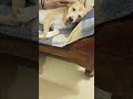#adoptdontshop #petshub #myanimal #trending