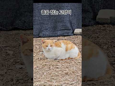 안 자려고 버티는 고양이의 최후ㅋㅋ 너무 귀엽다!  #졸린고양이 #귀여운고양이 #웃긴고양이 #고양이쇼츠