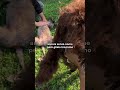 Sono andato a prendere un NUOVO CANE