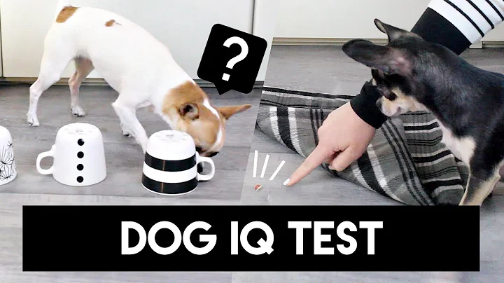 TEST YOUR DOG’S INTELLIGENCE! | Pet IQ Test CHALLENGE