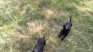 Staffy In Field