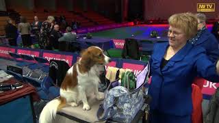 Hond Van Het Jaar Show 2024 Druk Bezocht