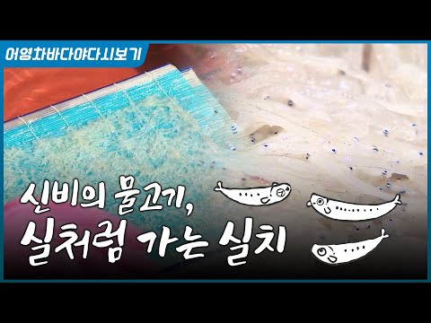 실처럼 가느다란 <strong>실치</strong>, 말려서도 먹고 구워서도 먹고 부쳐서도 먹고! 싱싱한 실치회~ 기가 막혀요 #<strong>실치</strong> #실치회