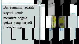 WA O81-225-969-741 Diskon Biji Fumayin Untuk Perkutut Sragen