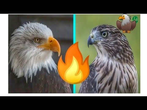 عندما تكون النسور في السماء لا تجرؤ اي طيور اخري علي الاقتراب 