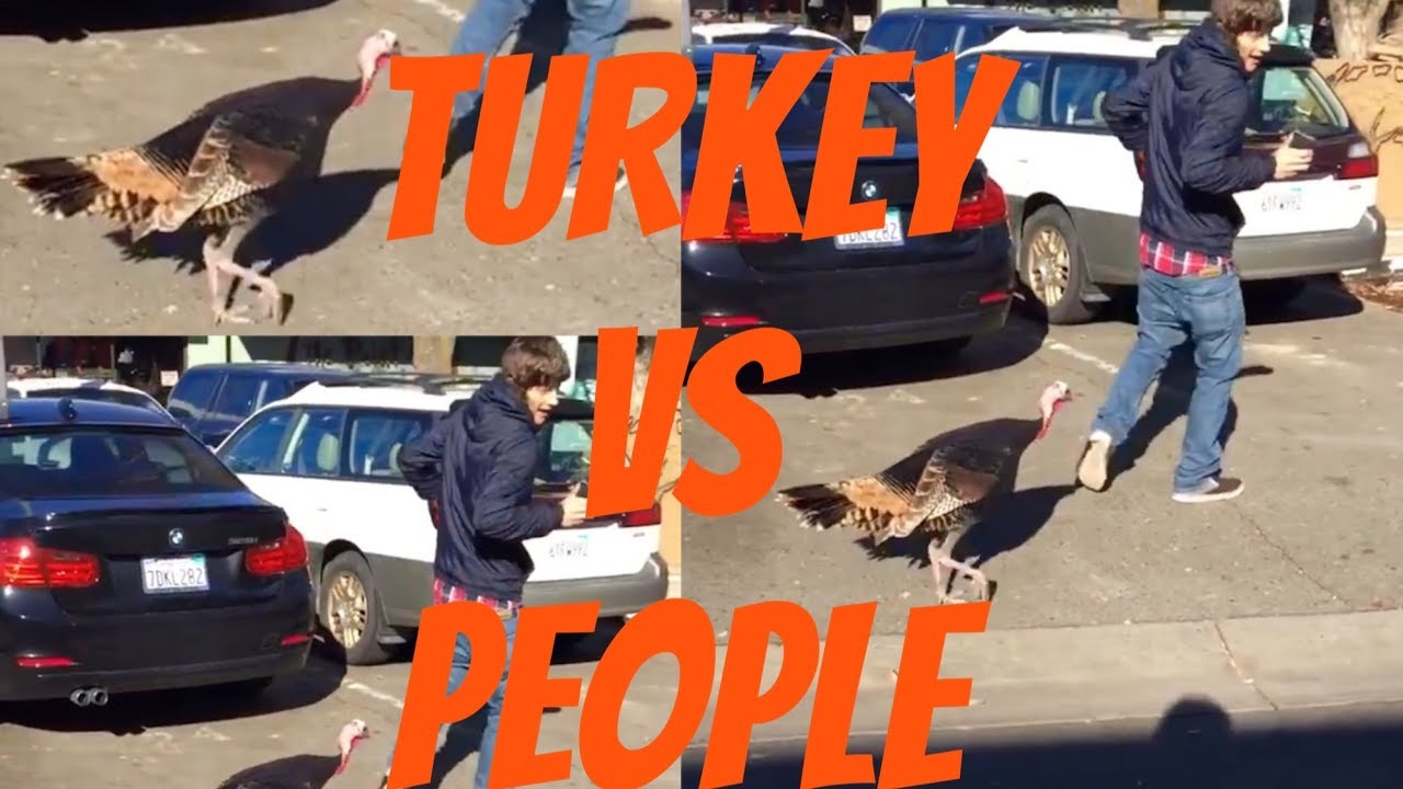 Turkey Attack Turkey VS People Funny Video YouTube