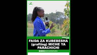 FAIDA ZA KUBEBESHA (grafting) MICHE YA PARACHICHI