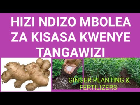 MATUMIZI YA MBOLEA KWENYE TANGAWIZI 02 