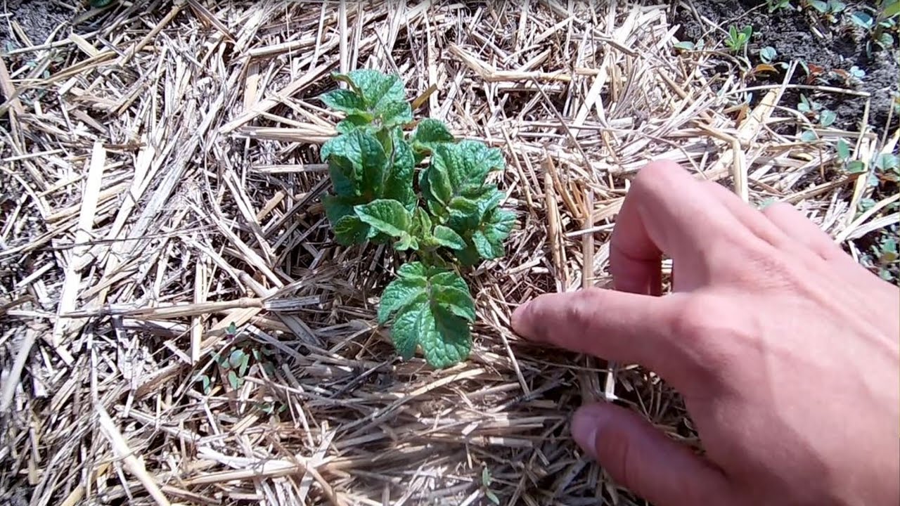 Выращивание картофеля / Когда подкармливать картофель / Ведро с куста