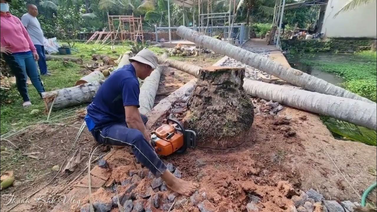 The man sawing the stump of a coconut tree YouTube